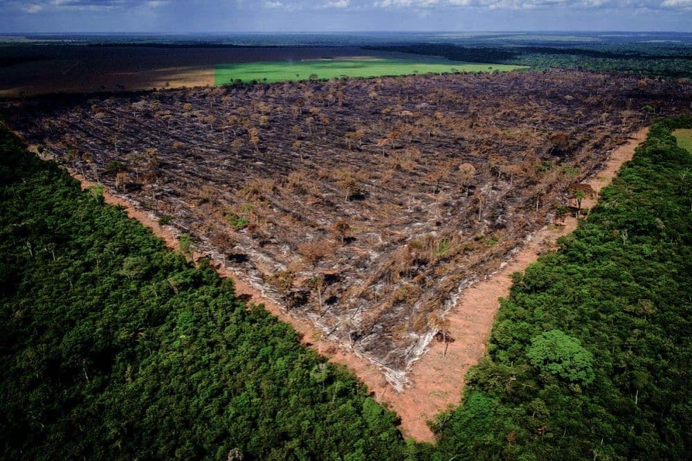 Fake news, lies and videotape: The tale of rampant destruction in the Brazilian Amazon Forest