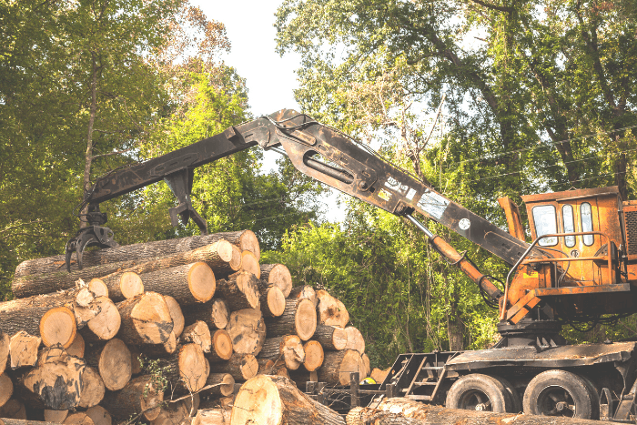 The country’s massive infrastructure projects would need the removal of almost 2.3 million trees, the Union environment minister informed Rajya Sabha.